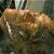 Four 50x50 pixel frames of an animated icon showing a brown muffin-like object with visible texture and highlights, arranged in a 2x2 contact sheet on a gray background.