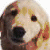 Pixelated dog face with brown and white fur, black nose, dark eyes; two versions show color variations in the head area.