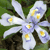 A static pixelated image of a flower with white and light purple petals and yellow centers, set against a blurred green background.