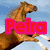 A horse in mid-jump with text overlays reading 'Petra In The Sun' in various colors and styles.