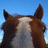 A static image shows a horse's head with brown and white coloring against a blue sky, with red text reading "I Love Ollie!" and "I Love Sonny!" and "I Love Bean!" on a cyan background.