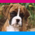 Four- of a Boxer dog with text 'I love my Boxer' in blue and pink pixelated letters on white background