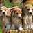 Pixelated image of three beagle puppies in a basket with orange background and yellow text reading 'these are the 3 musketeer puppies'