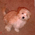A light brown dog with white chest and paws sits on a brown carpet, mouth open in a smile, eyes looking forward.
