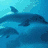 Four- shows underwater dolphins, beach with 'love' text, dolphin silhouette on sunset background, and partial 'everything' text over abstract shapes