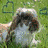Animated sequence showing four distinct animal icons: a dog, cat, and two dogs with props in different backgrounds.