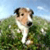 Pixelated image of a dog standing in a grassy field under a blue sky with white clouds.