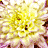 A 4-frame contact sheet of a yellow flower animation with pixelated details and visible watermark text on one frame.