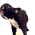 Animals icons for AIM, MSN, MySpace and Yahoo