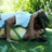 Pixelated image of a person lying on grass with a tree trunk, next to cyan background with text "in my dreams".
