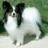 A split-frame image showing a dog on the left and text on the right, with visible pixelation and color gradients.