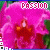 A 3x3 contact sheet of nine animated frames showing a pink orchid with red center and green leaves, each frame displaying the word "PASSION" in white pixelated text at the top.