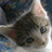 A pixelated cat's face on the left side of a split image, with a bright pink background on the right displaying 'AWW SO CUTE' in white pixelated text.