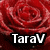 A static pixelated image of a red rose with layered petals, overlaid by bold white text reading "Tarav" on a black background.