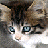 Pixelated close-up of a cat's face with blue eyes, brown and white fur, and a blurred background.