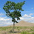 A pixelated tree with green foliage stands against a blue sky with white clouds and a distant brown hill.