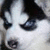 Pixelated close-up of a dog's face with white and black fur, dark eyes, and a dark nose, set against a light background.