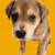 A static image of a yellow background with a puppy photo and text promoting animal rights activism, including boycott calls for IAMS pet food.