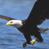 Animated contact sheet showing a bald eagle in flight over water with a