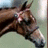 A pixelated horse head on the left, with a bright blue background and 'Tuscan Prince' text in blue block letters on the right.