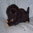 A static image of a black dog lying on a light surface with scattered orange dots, next to a white and brown dog running on green grass.