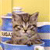 Pixelated image of a cat with brown and black stripes, closed eyes, and a yellow background with blue horizontal bands.