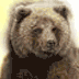 A four- shows a bear head transforming into a human face with messy hair, each depicting sequential motion