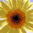 Six distinct flower and text arranged in a , with pixelated floral images on top and static text below