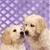 Two light-colored dogs with brown eyes and black noses face each other against a purple pixelated background with white speckles.