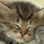 A 49x49 pixel animated contact sheet showing two frames of a kitten's face on the left and a blue background with "CoolBuddy.com" text on the right, arranged in a 2x2 grid with gray transparency background.