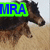 Pixelated image of a dog-like animal with brown and black fur standing on a sandy surface, overlaid with a bright green rectangular banner containing blue text.
