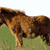 Four horse images arranged in a , each showing different horses in grassy fields with varying backgrounds