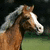 A horse's head in profile view, with a brown coat and white blaze on its face, against a blurred green and dark background.