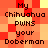 Pixelated text reads 'My Chihuahua pwns your Doberman' on a red-orange checkered background with yellow accents.