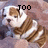 Pixelated cartoon cat with brown and white fur, curled body, and text above head changing from 'TOO' to 'CUTE'.