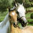 Pixelated image of a horse and rider on a dirt path with green foliage background, next to purple text reading 'Anno 433 Horses' in yellow block letters.