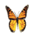 Six butterfly icons arranged in two of three, each with orange and black wings on a gray background