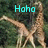 Pixelated image of two giraffes in a forest with cyan text reading 'Hoho' overlaid at the top.