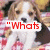 A dog with brown and white fur sits on a red-and-white checkered surface, its expression neutral as text appears sequentially over the image.