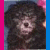 Four distinct dog images arranged in a with text reading "I love my Poodle" on the right side