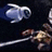 Animated icon shows a blue fish swimming left to right above a brown turtle on a dark background with white line.