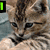 A tabby kitten with brown and black stripes appears in four , with green text changing from 'L' to 'Luv' to 'Cats' across the