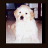 Animated sequence showing a dog's face with star-shaped overlays increasing in size across frames.