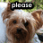 A small dog with light brown fur and dark eyes appears in four with changing text overlays