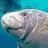 A 48x48 pixel animated buddy icon showing a manatee's head in two frames with a heart symbol between them, set against a blue background.
