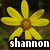A pixelated yellow flower with a brown center and dark green background, overlaid by white text reading 'shannon' on a black bar.