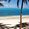 Static beach scene with palm tree, turquoise water, sandy shore, and blue sky with scattered clouds.