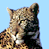 Animated contact sheet showing two leopard frames and a CoolBuddy.com text frame on blue, teal, and gray backgrounds.