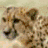 Six cheetah head close-ups arranged in a , each with distinct facial expressions and background colors, with orange text reading 'Cheetahs!' on a black background