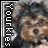 iconhell_plex75_yorkies_rule